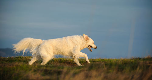 Close-up of dog on field against sky