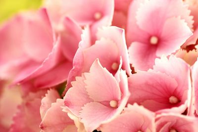 Close-up of pink flower