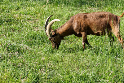 A chamois goat from the alps eats in a meadow