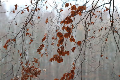 Low angle view of dried plant against sky