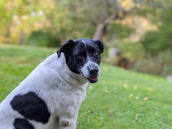 Portrait of dog looking away on field