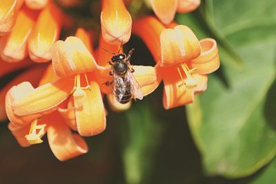 Close-up of insect on flower