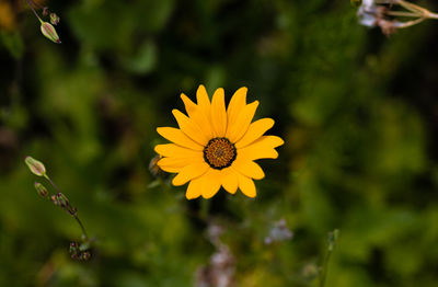 Close-up of yellow flowering plant on field