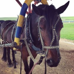 Close-up of horse standing on field