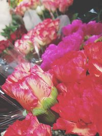 Close-up of pink flowers