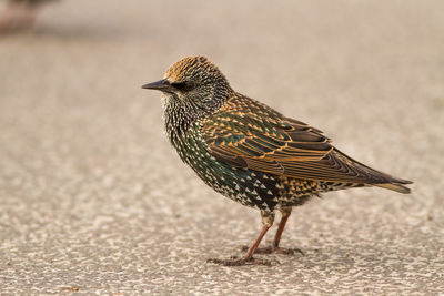 Close-up of bird