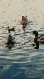 Birds in water