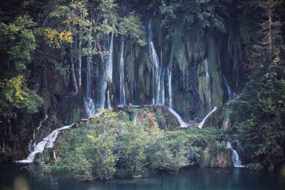 Scenic view of waterfall in forest