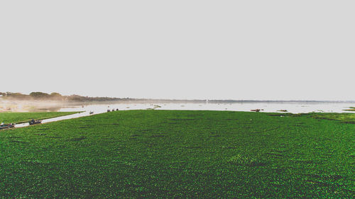 Scenic view of beach against clear sky