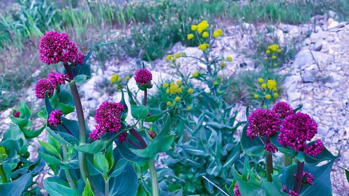 Close-up of purple flowering plants