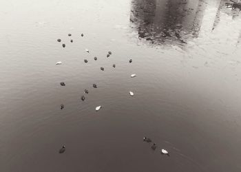 Flock of birds on beach