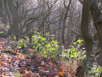 Trees in forest