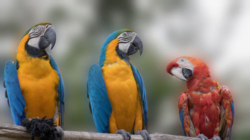 Close-up of birds perching on wood