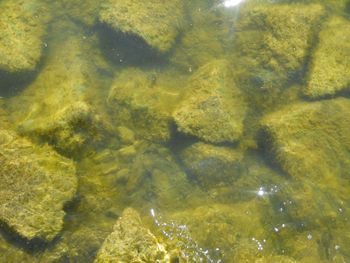 Close-up of yellow underwater