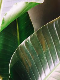 Close-up of leaf on plant