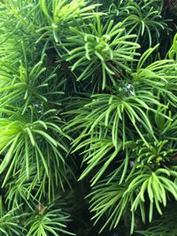 Close-up of green leaves