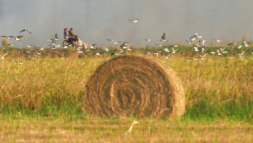 Hay bales on field against sky