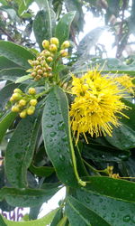 Close-up of yellow flowers growing on tree