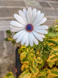 Close-up of white daisy