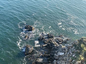 High angle view of crab on rock in sea