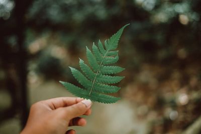 Close-up of hand holding leaves