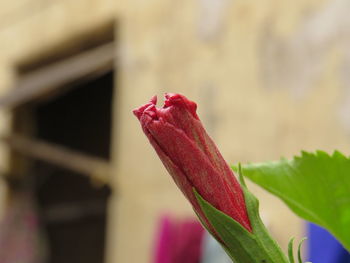 Close-up of red rose flower