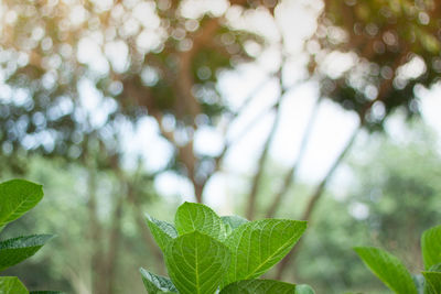 Close-up of leaves against blurred background