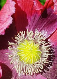 Close-up of pink flower