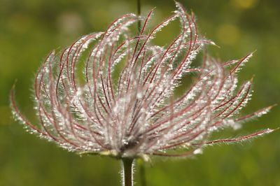 Close-up of dandelion flower