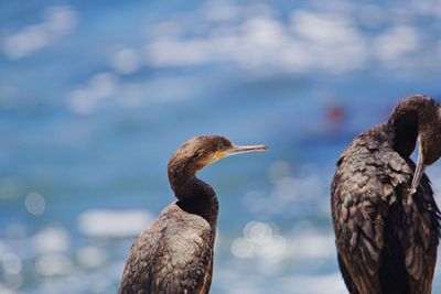 Close-up of bird perching on shore