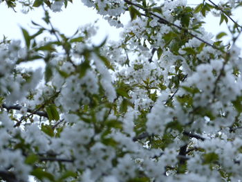 Low angle view of white tree against sky