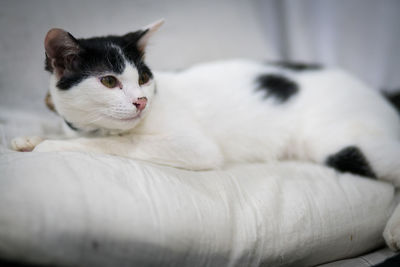 Close-up of a cat resting on bed