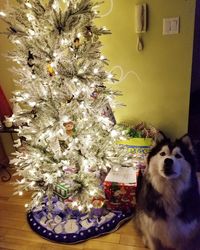 View of christmas tree at home