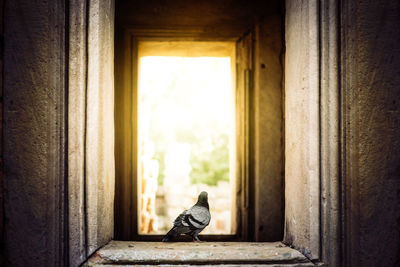 A pigeon standing on the edge of the window is made from stone