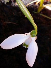 Close-up of white flower on field