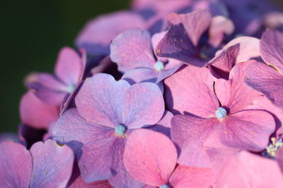 Close-up of pink hydrangea flowers