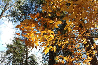 Low angle view of tree in forest during autumn