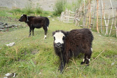 Horses grazing on grass