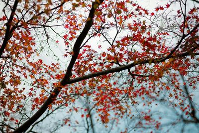 Low angle view of trees