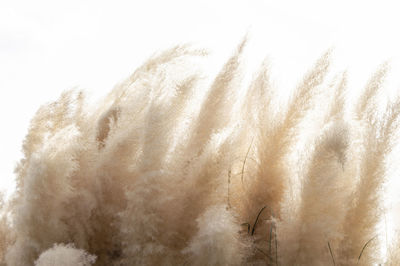 Close-up of snow on land against sky