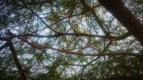 Low angle view of tree against sky