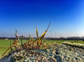 Close-up of plants on field against clear sky