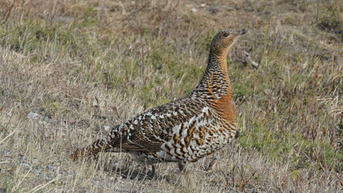 Close-up of a bird perching on a field