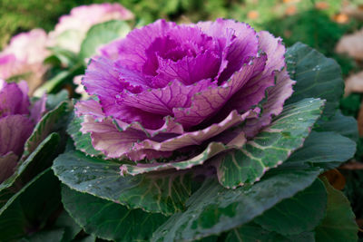 Close-up of pink rose flower