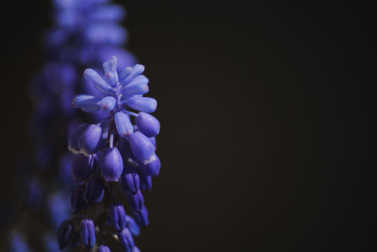 CLOSE-UP OF PURPLE FLOWER