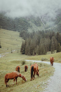 Horses grazing in a field