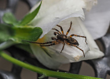 Close-up of spider