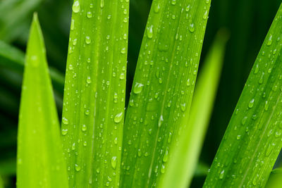 Close-up of water drops on leaf