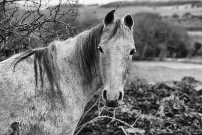 Portrait of horse standing on field