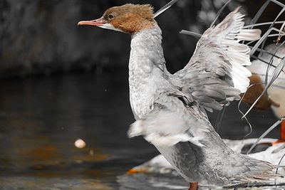 Spread wings and ready for take off 